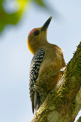 Sticker - Hoffmann's Woodpecker (Melanerpes hoffmannii) at Monteverde Cloud Forest Reserve, Costa Rica