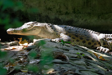 alligator bask in the sun, crawl on the ground