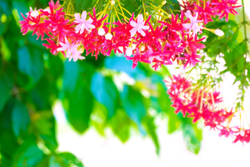 Wall Mural - flowers and leaves on a white background.