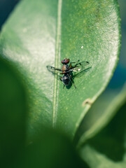 Wall Mural - insect on a green leaf