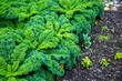 Kale in the field, orangic, grow