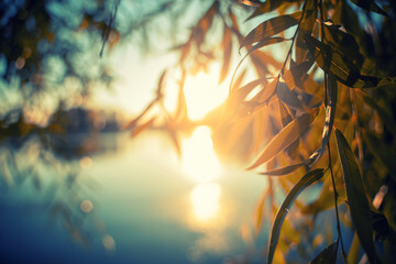 Wall Mural - Blurred abstract image, background and texture. Beautiful summer background, forest at sunset