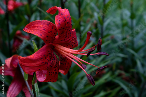Fotografía Gorgeous beautiful flower of red lilly with black specks and long stamens agains