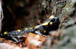 Salamandra plamista,zwana jaszczur ognisty (Salamandra salamandra) jesiennym lesie w deszczowym dniu