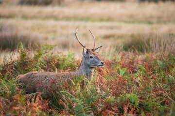 Wall Mural - beautiful image of red deer stag in vibrant golds and browns of autumn fall landscape forest