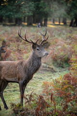 Wall Mural - beautiful image of red deer stag in vibrant golds and browns of autumn fall landscape forest