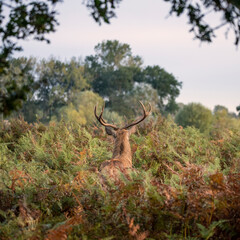 Wall Mural - beautiful image of red deer stag in vibrant golds and browns of autumn fall landscape forest