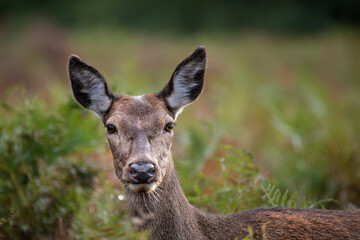 Wall Mural - beautiful image of red deer doe in vibrant gold and brown woodland landscape setting