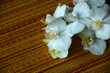 weiße orchidee auf einer matte