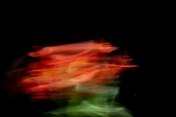 red flowers in motion blur against black background, natural sunlight and long exposure