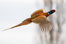 Common Pheasant, Phasianus Colchicus, Flying In The Air In Winter Nature. Ring-necked Bird With Spread Wings On The Sky. Male Brown Feathered Gamebird Hovering In Wintertime.