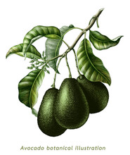 Avocado Branch Botanical Illustration Vintage Engraving Style Clip Art Isolated On White Background