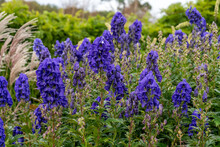 Aconitum Carmichaelii A Summer Autumn Blue Purple Flower Which Is A Fall Herbaceous Perennial Plant Commonly Known As Wolfsbane Or Chinese Aconite Stock Photo Image