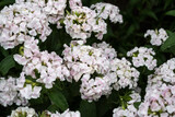 Fototapeta Pomosty - Dianthus barbatus flowers or the sweet William, perennial flower.