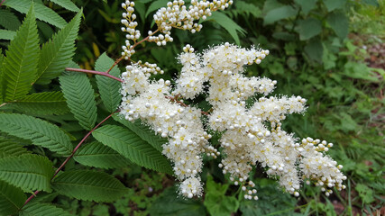 False spirea (Sorbaria sorbifolia) blossoming