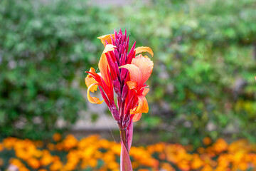 Fresh bright red and orange Canna Lily flowers in the garden on green grass background in summer.