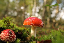 A Little Red Fly Agaric Mushroom In Green Moss Macro And A Brown White Bokeh In The Background At A Sunny Day In The Forest In Autumn