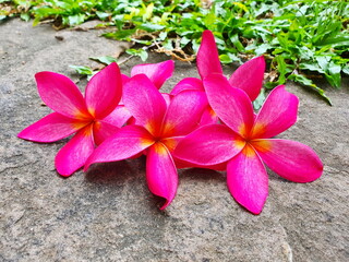 Wall Mural - Plumeria flowers or Frangipani .The beautiful pink flowers with yellow stamens falling on a cement walkway beside a green lawn The colorful and softly fragrant flowers belong to the family Apocynaceae