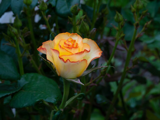 Sticker - yellow rose on a green background