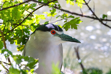 Close Up Black Crowned Night Heron Hiding in the Undergrowth on a Riverbank