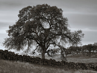 Valley Oak