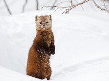 Brown Weasel Looking At You