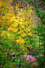 Sticker - bunter Herbstwald in der Eifel