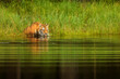 Siberian tiger Panthera tigris tigris went down to the water and drinks