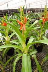 Sticker - bromeliad