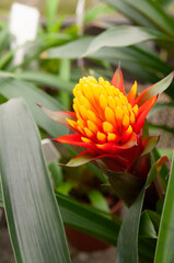 Sticker - red and yellow  bromeliad 