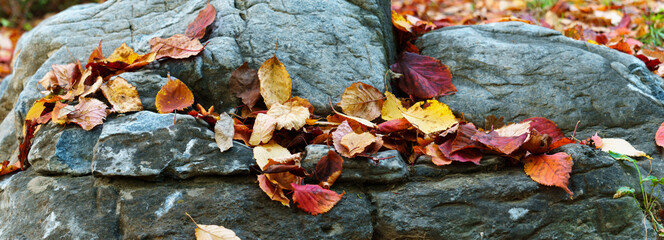 Wall Mural - panoramic view of autumn leaves on rock