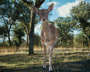 A fallow deer grazes during the bellowing in El Pardo. Madrid. Spain