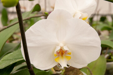 Sticker - white orchid flower