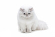 Biały kot długowłosy brytyjski brytyjczyk portret	