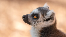 Ring-Tailed Lemur Close Up Portrait