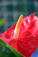 Poster - un anthurium