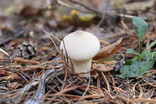 Strange White Mushroom Close-up In The Forest.