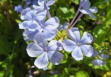 Beautiful Blue Plumbago Flowers In Florida Zoological Garden, Closeup