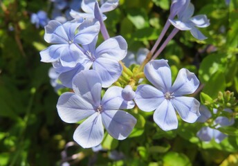 Beautiful blue plumbago flowers in Florida zoological garden, closeup