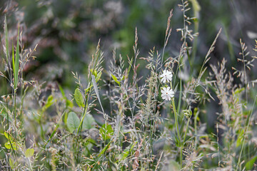 Two white campion blossoms in the meadow.