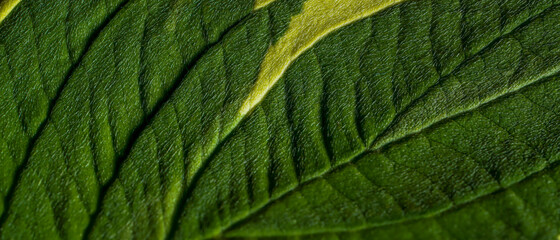 Canvas Print - green leaf texture macro background