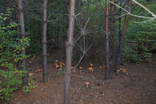 Orange Wild Inedible Mushrooms In The Forest.
