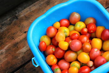 Full bowl of fresh small red and yellow tomatoes with drops on a wooden background top view