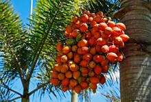 Orange Palm Tree Fruits, Minas Gerais, Brazil