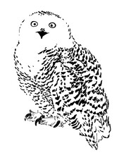 Polar Owl Sketch, Realistic Vector Illustration Engraving Style Hand Drawn Isolate On White Background