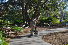 Back View Of Man Pushing Wheelchair Down Garden Path Near Old Fig Tree In Sarasota