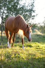 Wall Mural - arabian horse in the meadow