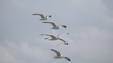 Birds In Flight Against A Gray Sky