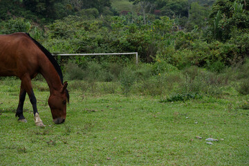 horse in the meadow