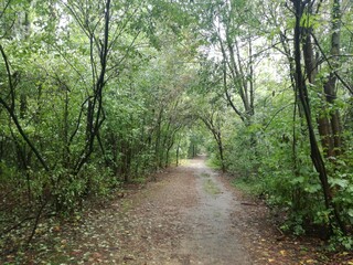 path in the forest